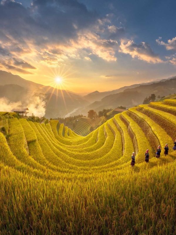 Mu Cang chai rice terraces in the harvest season