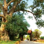 Duong Lam Ancient Village