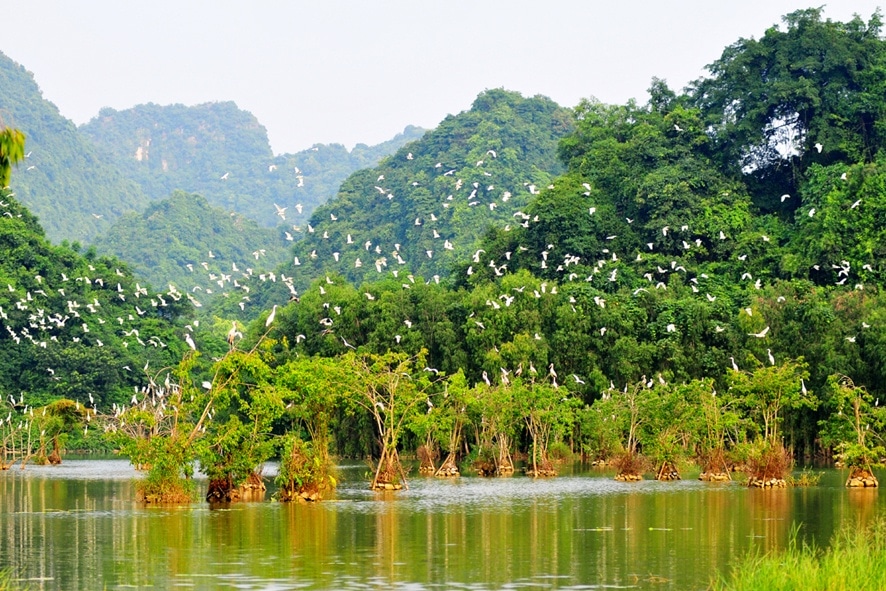 Explore Thung Nham Bird Park (Ninh Binh, Vietnam) - The land of Birds